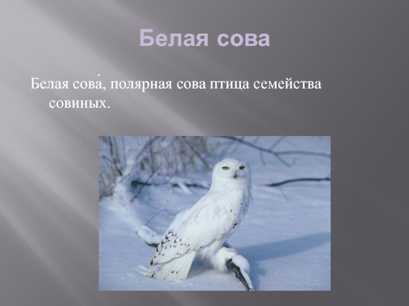 В какой зоне живет полярная сова. Сова белая Полярная сообщение. Доклад про белую сову. Полярная Сова презентация. Полярная Сова описание.