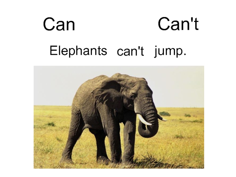 An Elephant can Jump. Mani animals Jump but Elephants cant Jump. Mani animals Jump but Elephants cant Jump перевод на русский. An Elephant can Jump a Bear can go. Can an elephant jump