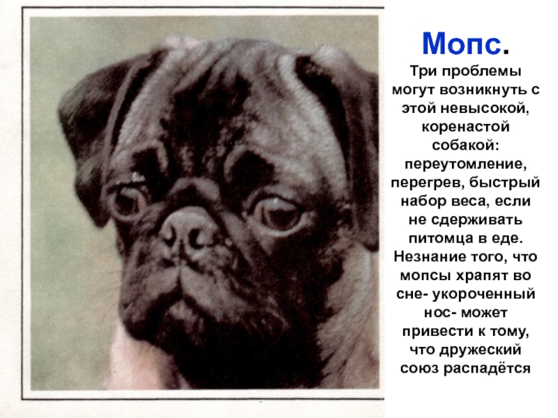 Мопсу тяжело. Интересные факты о мопсах. Рассказ про МОПСА. Сообщение о породе Мопс. Доклад про МОПСА.