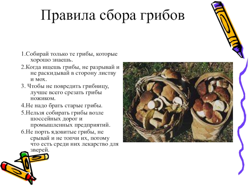 Сколько грибов в третьем. Грибы которые нельзя собирать. Правило сборов грибов. Примеры творческих работ по правилам сбора грибов. Правила сбора грибов знаки.