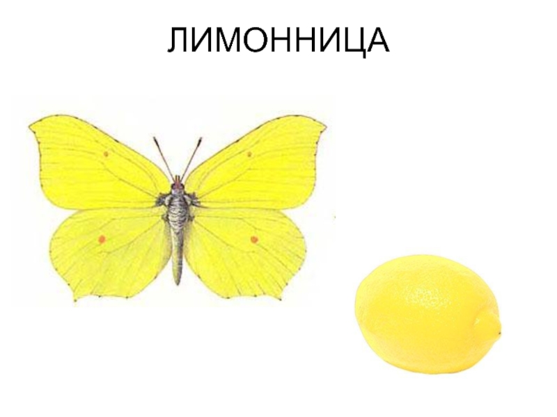 Бабочка лимонница рисунок. Лимонница. Бабочка лимонница. Бабочка лимонница для детей.