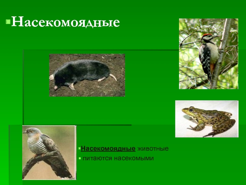 Насекомоядные млекопитающие примеры. Насекомоядные животные. Представители насекомоядных животных. Насекомоядные животные 3 класс. Насекомоядные примеры.