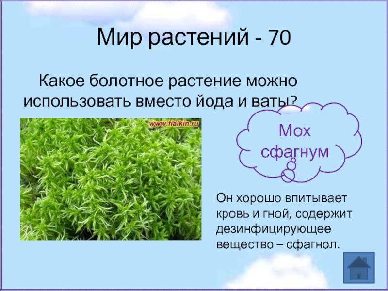 Мир растений - 70Какое болотное растение можно использовать вместо йода и ваты?