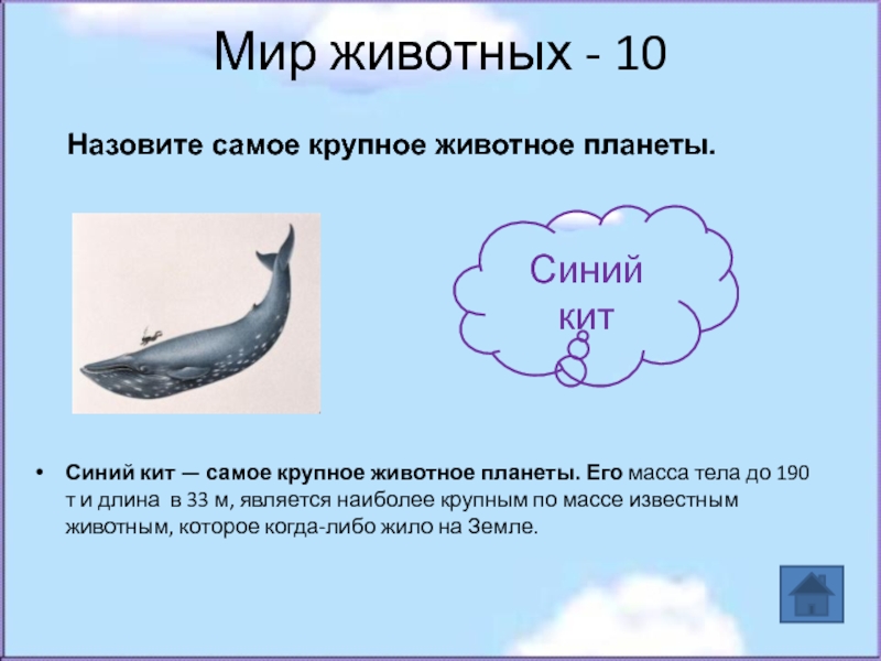 Мир животных - 10 Синий кит — самое крупное животное планеты. Его