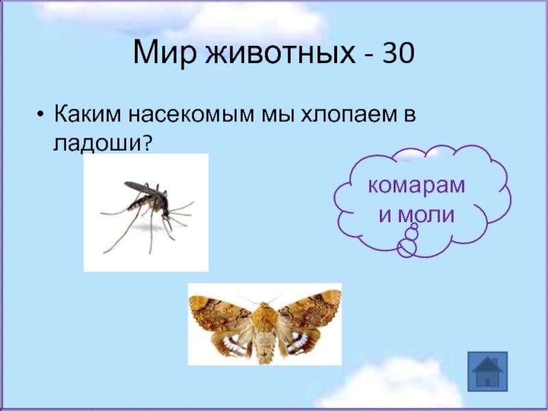 Мир животных - 30Каким насекомым мы хлопаем в ладоши?комарам и моли