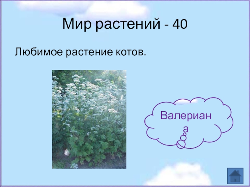 Мир растений - 40Любимое растение котов.Валериана