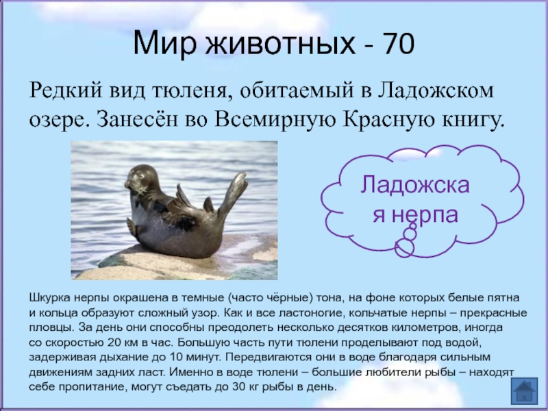 Мир животных - 70Редкий вид тюленя, обитаемый в Ладожском озере. Занесён во