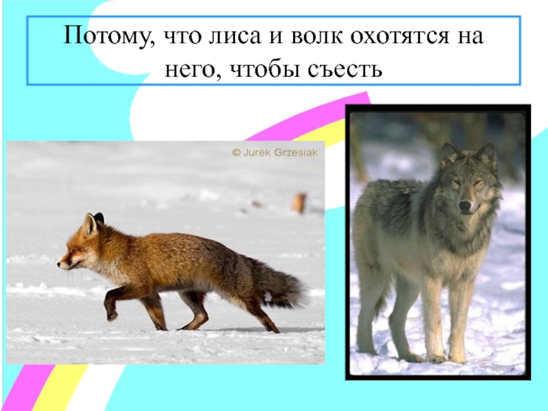 Волки лучше лис. Волк и лиса. Лиса что делает. Лисица и волк различия. Лиса и волк разница.