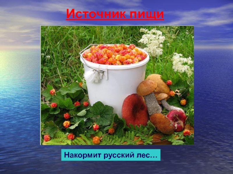 Природные источники пищи. Лес источник пищи. Пища это источник. Растения как источник пищи.