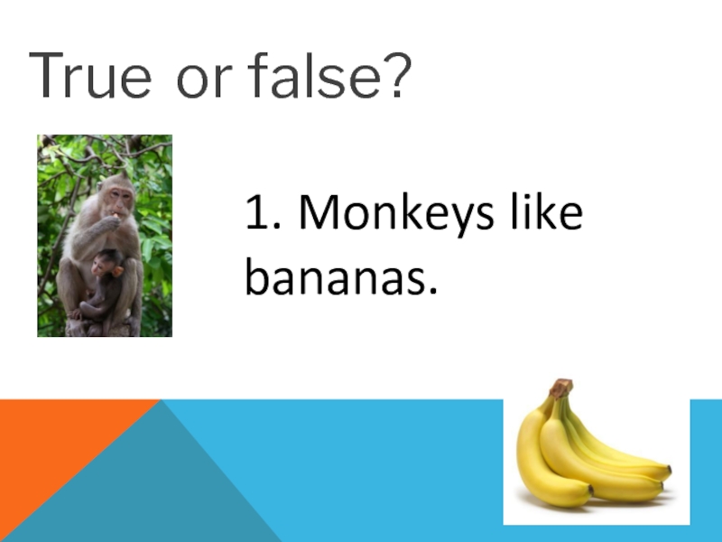 They like bananas. Презентация банан на английском. Does the Chimp like Bananas ответ. Like Banana. Do you like Bananas.