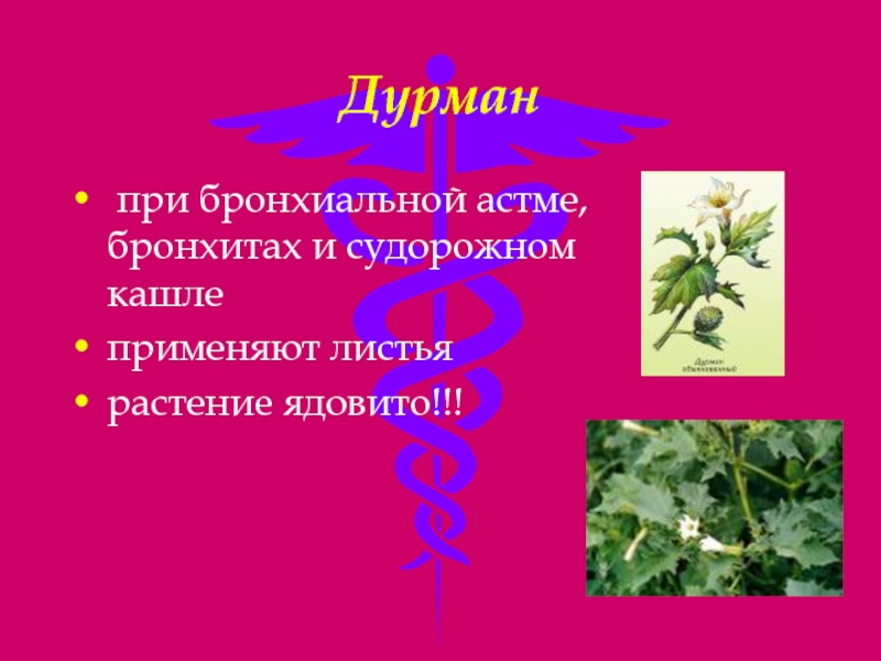 В голове дурман. Растения при бронхиальной астме. Доклад ядовитые цветы. Не ядовитые растения названия. Вредные растения для человека в природе.