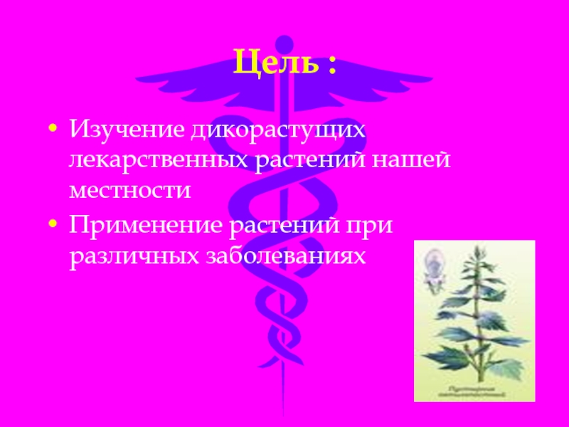 Растительность нашей местности предлагать способ. Цель исследования лекарственные растения.