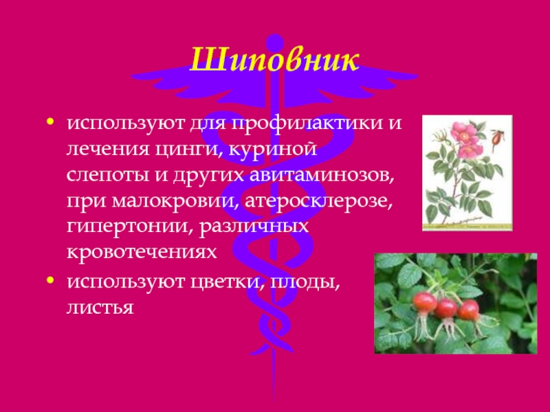 Какие растения используются в промышленности. Для профилактики цинги применяется. Куриная слепота авитаминоз. Куриная слепота растение. Продукты для профилактики куриной слепоты.