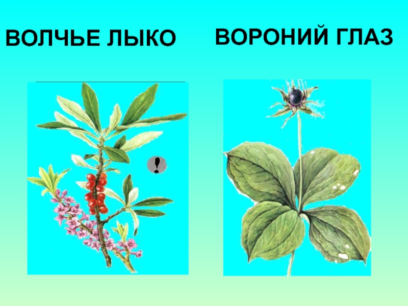 Волчье лыко рисунок для детей