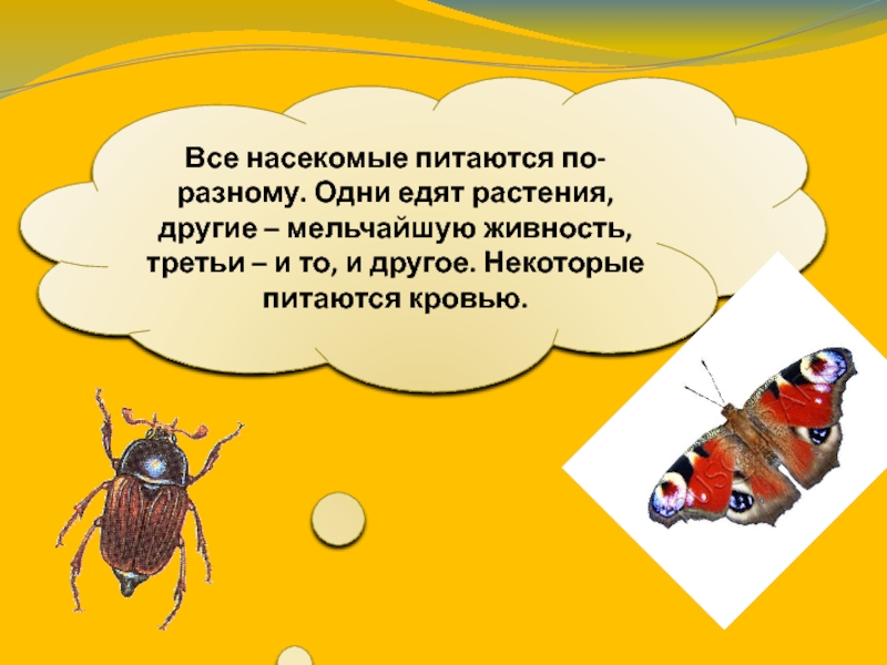 Текст про насекомых