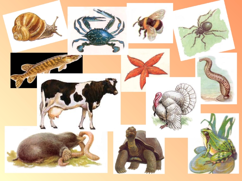 Строение и многообразие животных