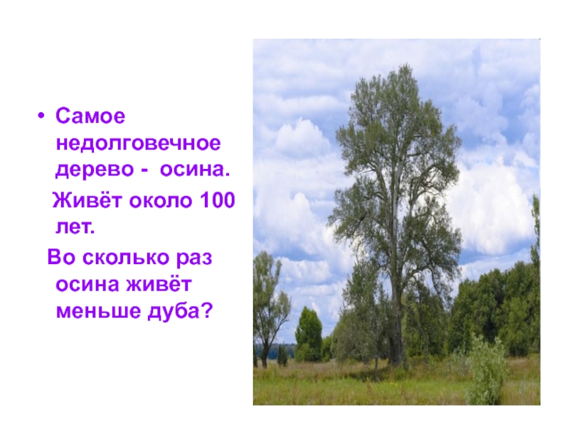 Сколько лет жив. Сколько лет живёт осина. Осина дерево сколько живет. Сколько лет живёт Асина. Осина Продолжительность жизни дерева.