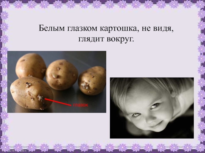 Глазки картошки. Картошка с глазками. Картофелина с глазками. Глазки картошка картошка. Многозначное слово глазок картошки.