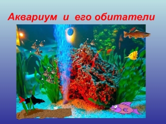 akvariumnye ryby