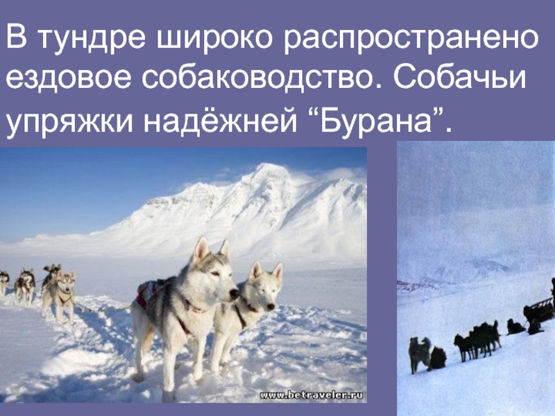 Какие богатства тундры использует человек. Собаководство отрасль животноводства. Полезные ископаемые тундры. Собаководство в тундре презентация. Собака ездовая определение.