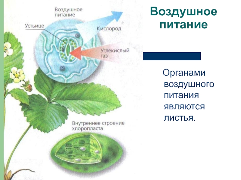 Одновременно в листьях осуществляется процесс. Воздушное питание. Воздушное питание растений. Органы воздушного питания. Воздушное питание растений схема.