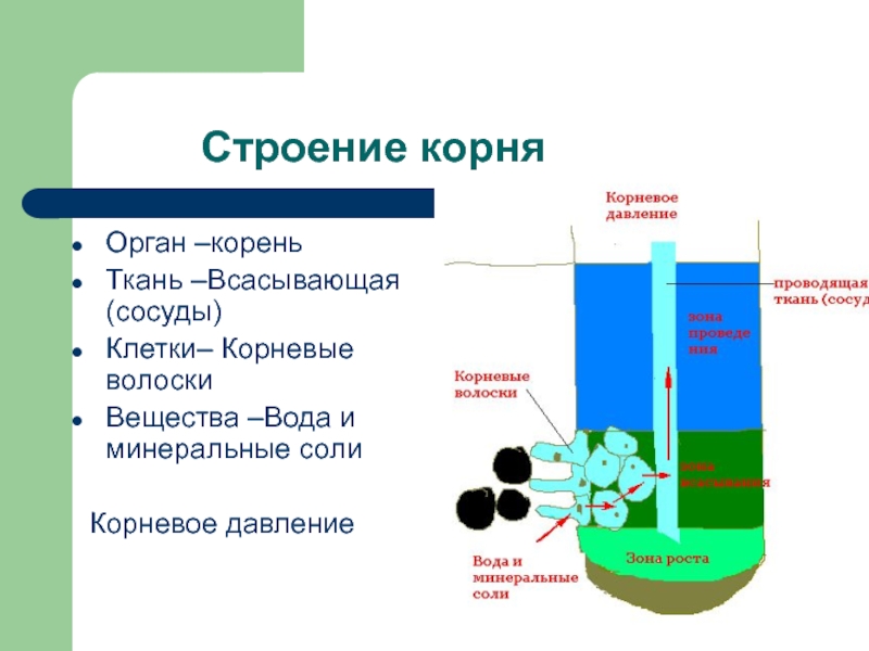 Строение солей. Строение соли. Всасывающая ткань строение. Всасывают воду с минеральными солями.