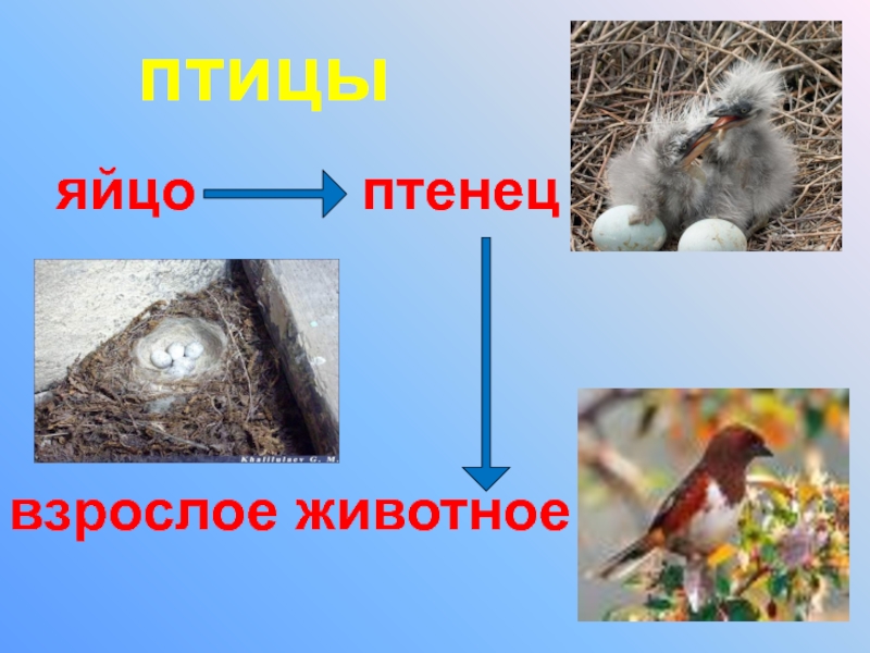 Яйцо птенец взрослое животное. Размножение птиц. Птенец и взрослая птица схема. Крот кормит птенца яичницей.