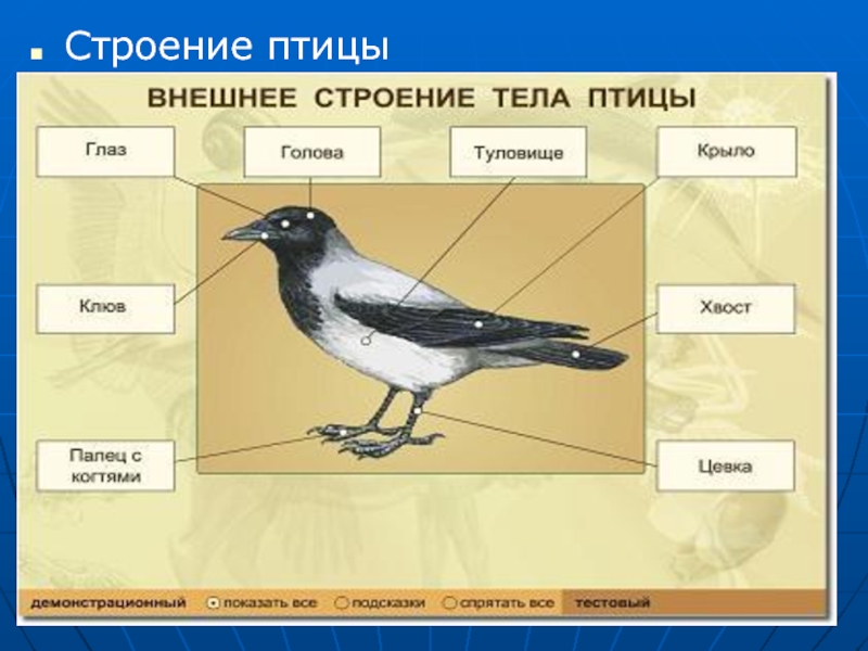 Назови части птицы. Схема внешнего строения птицы. Части тела птицы. Наружное строение птицы. Внешнее строение птиц.