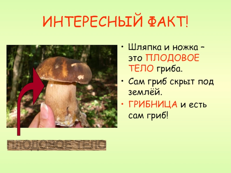 ИНТЕРЕСНЫЙ ФАКТ! Шляпка и ножка – это ПЛОДОВОЕ ТЕЛО гриба. Сам гриб