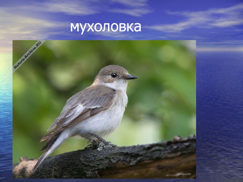 Картинка мухоловка для детей