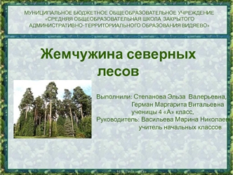 zhemchuzhina severnyh lesov