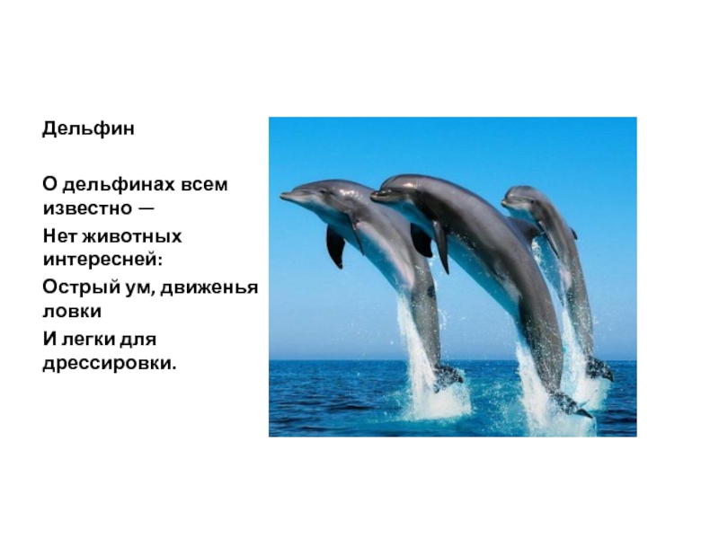 Загадка про дельфина