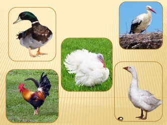 Домашние птицы: гусь, индюк методическая разработка по окружающему миру (4 класс) по теме